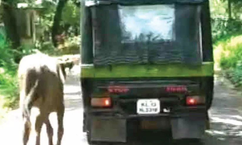 പോത്തിനെ ഓട്ടോറിക്ഷയിൽ കെട്ടിവലിച്ച രണ്ടു പേർ അറസ്റ്റിൽ