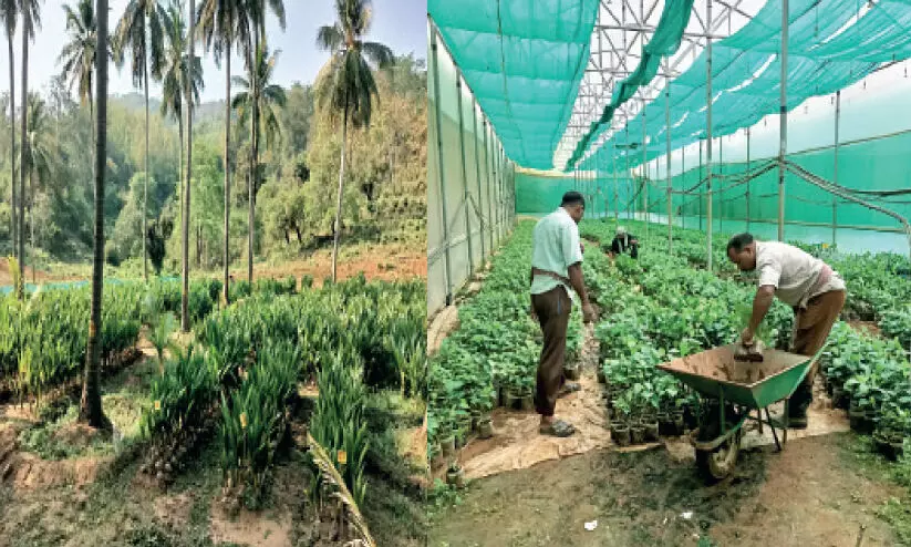 മു​ണ്ടേ​രി സം​സ്ഥാ​ന വി​ത്തു​കൃ​ഷി​ത്തോ​ട്ടം വി​ക​സ​ന പാ​ത​യി​ൽ