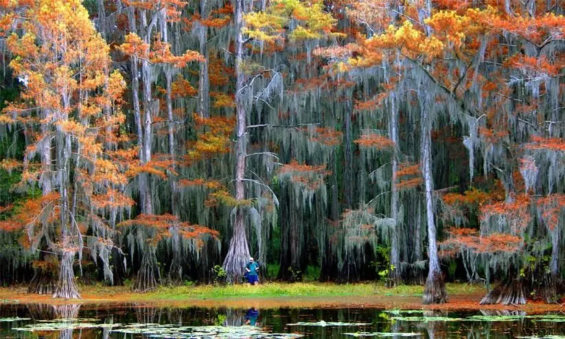 caddo lake