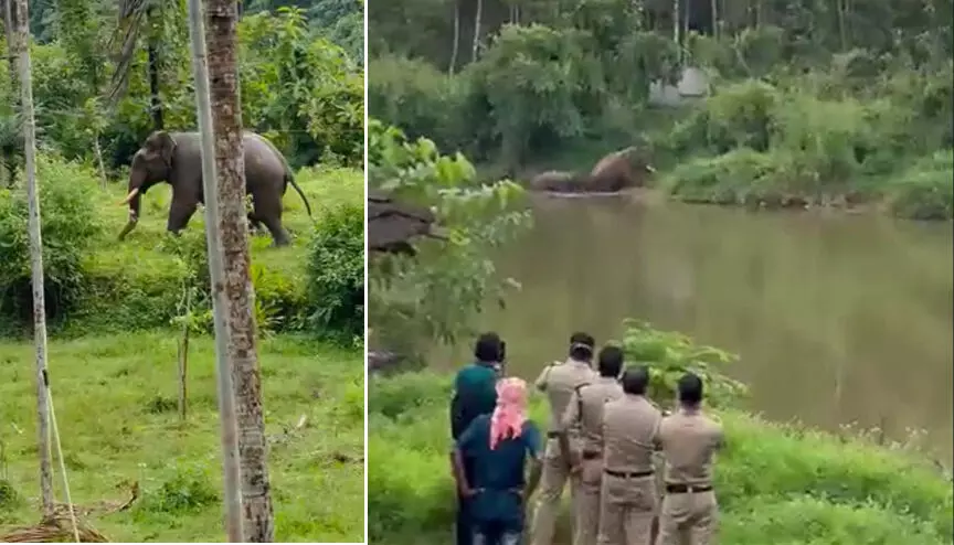 ആറുവർഷത്തിനിടെ മലയോരങ്ങളിൽ കാട്ടുമൃഗങ്ങളാൽ പൊലിഞ്ഞത്​ പത്തോളം ജീവനുകൾ; സംരക്ഷണം മൃഗങ്ങൾക്ക്​ മാത്ര​മോ...?