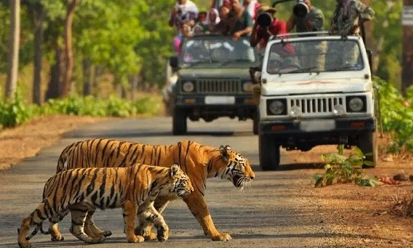 jim corbett national park