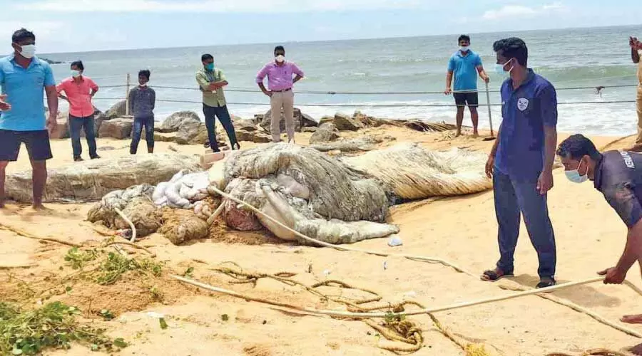 തീരത്തടിഞ്ഞ തിമിംഗലത്തെ കുഴിച്ചുമൂടി