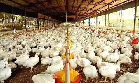 chicken farm