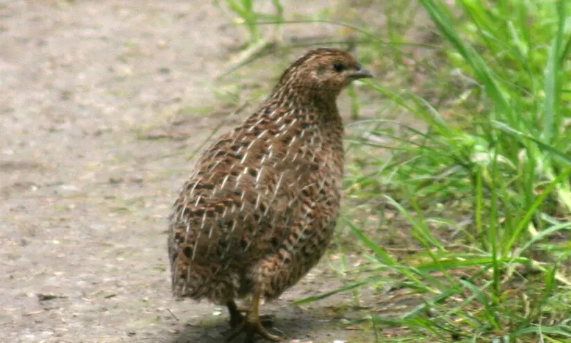 quail