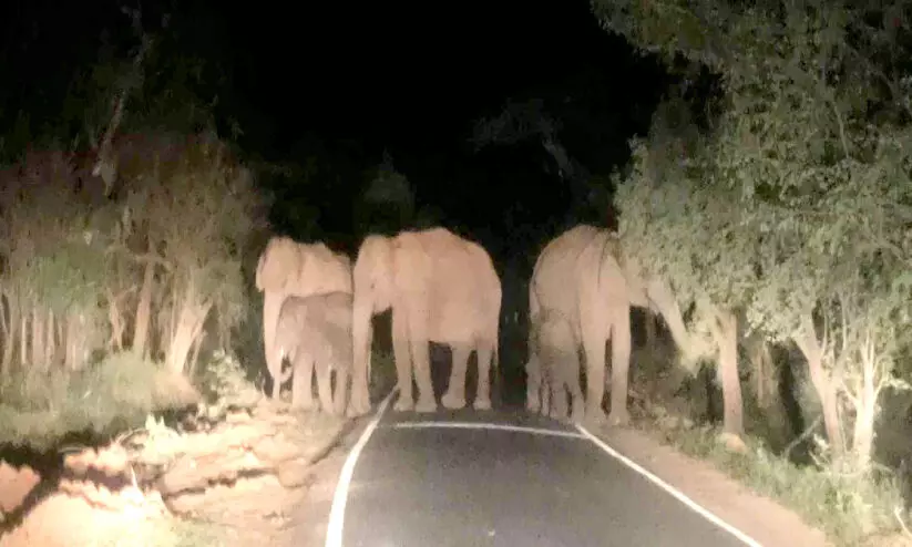 marayoor Wild elephant