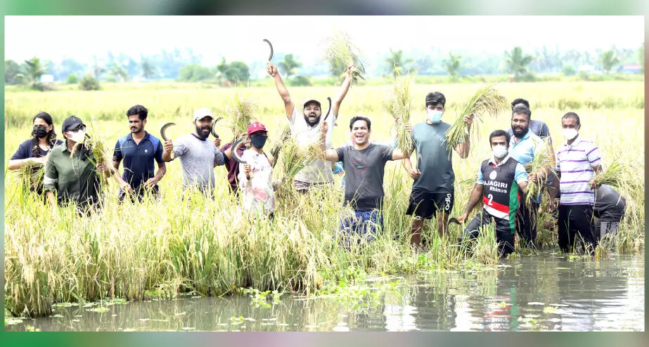 കൊയ്യാം, കൊയ്ത്ത് പഠിക്കാം... കടമക്കുടി വില്ലേജ് ഫെസ്​റ്റിന് തുടക്കം