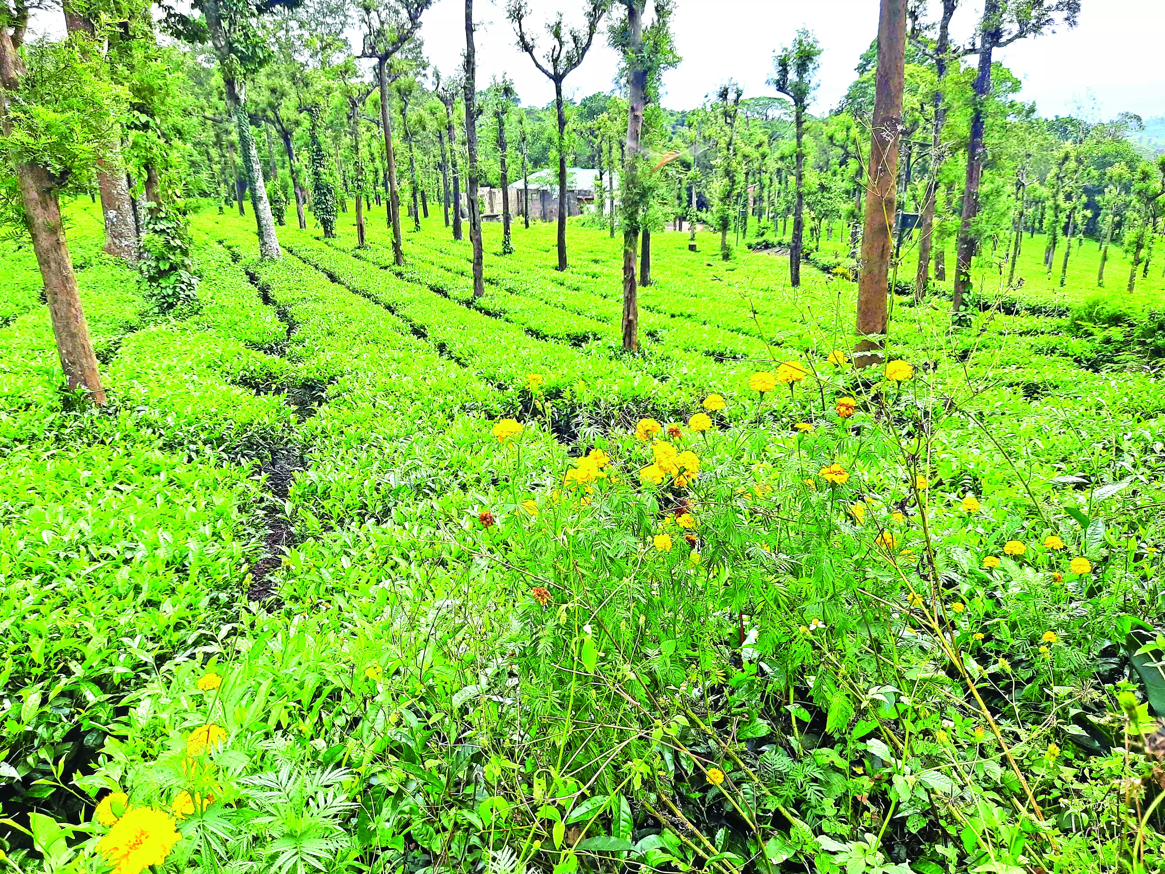 വിനോദസഞ്ചാരം തോട്ടം മേഖലയിലേക്കും