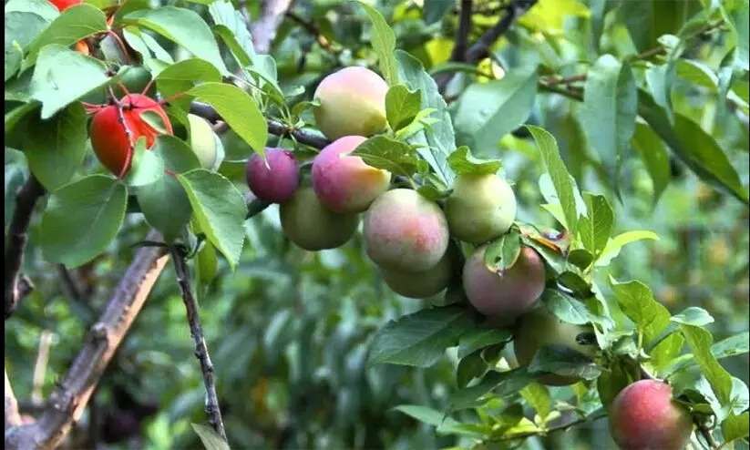 fruits