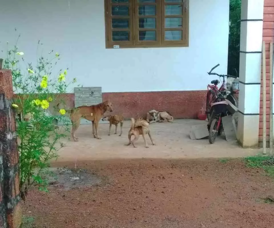 ഇരിക്കൂർ തട്ട്പറമ്പിൽ നായ്​ശല്യം രൂക്ഷം