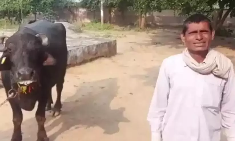 Madhya Pradesh Man Claims Buffalo Refuses To Be Milked Goes To Police
