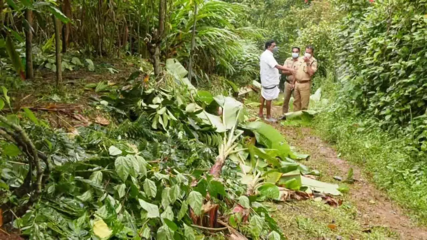 വാഴ കൃഷി വെട്ടിനശിപ്പിച്ചു