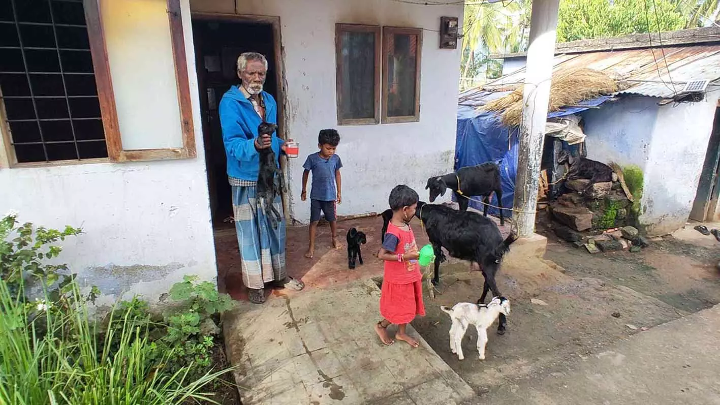 രോഗബാധ; ആദിവാസി കോളനിയിൽ ആടുകൾ ചത്തൊടുങ്ങുന്നു