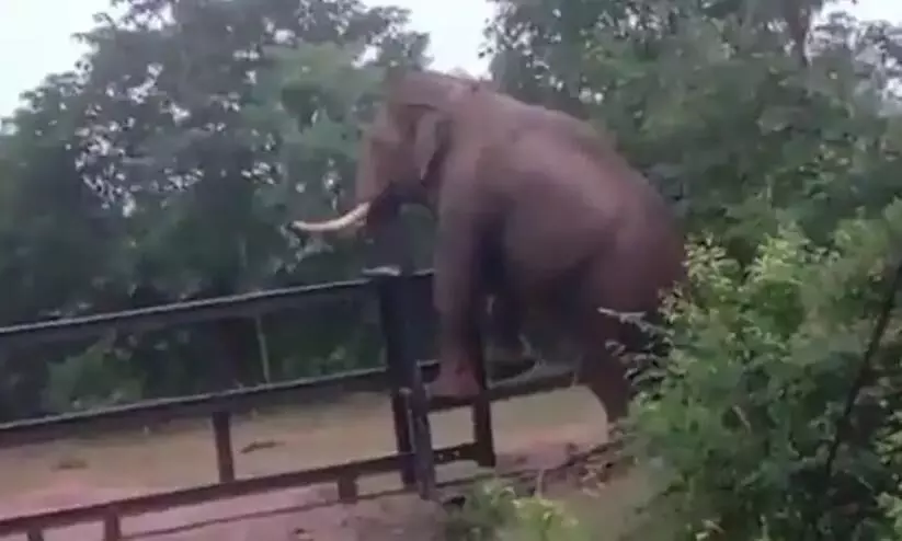 Elephant Climbs Over Fence