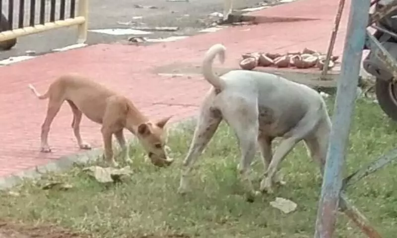 ചെങ്ങന്നൂർ നഗരത്തിൽ തെരുവുനായ് വിളയാട്ടം; നിരവധി പേർക്ക് കടിയേറ്റു