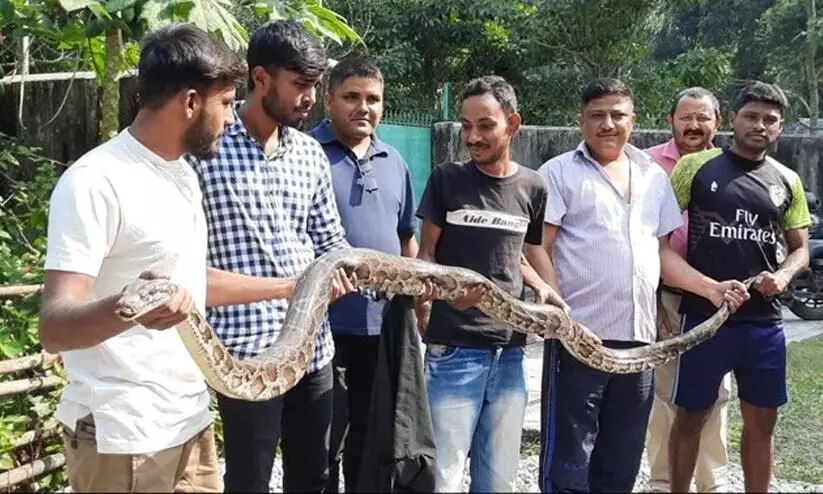 10 Foot Long Burmese Python Rescued By Forest Officials