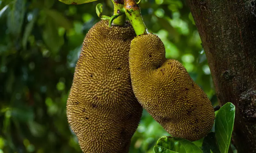 നാടൻ പ്ലാവ്​ സർവേയുമായി ഹരിത കേരളം മിഷൻ