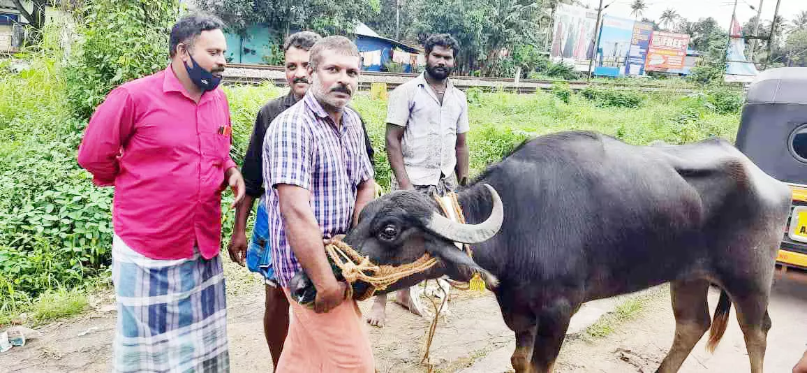 പോത്ത് വിരണ്ടോടിയത് പരിഭ്രാന്തി പടർത്തി