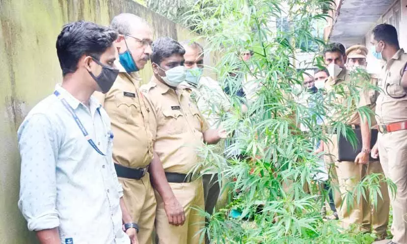 വഴിയാത്രിക​​​െൻറ കണ്ണിൽപെട്ട​ത​്​ തുമ്പായി; കഞ്ചാവുചെടി പൊക്കി എക്​സൈസ്