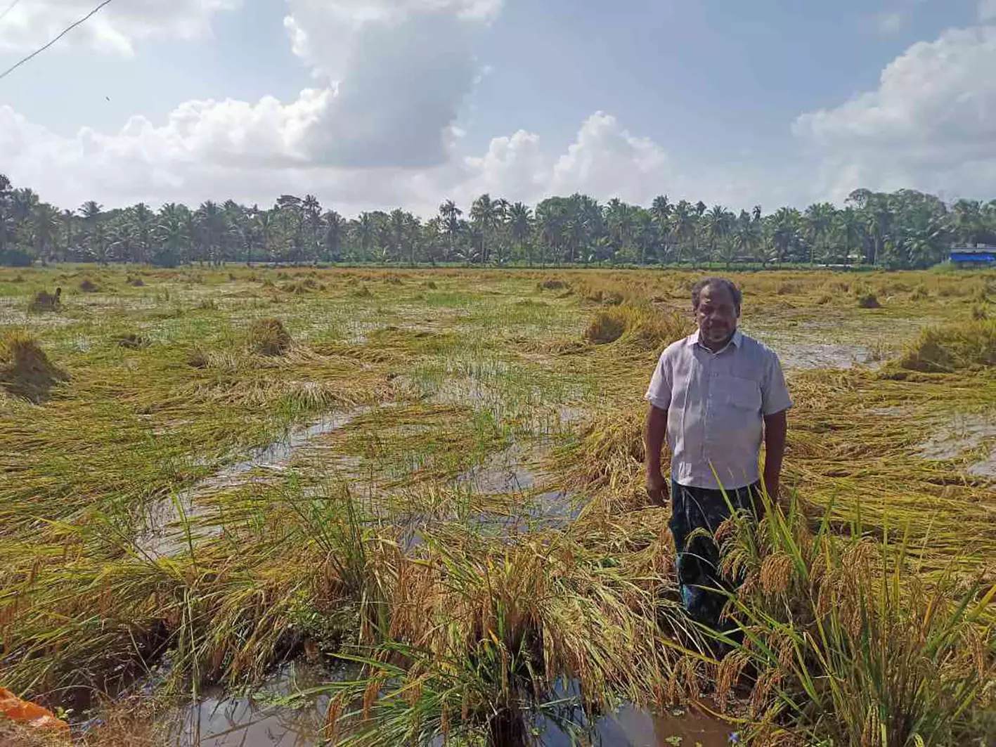 കൃഷി തകർത്ത്​ മഴ