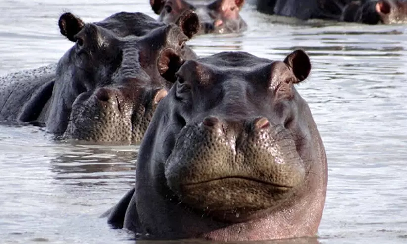 Hippo