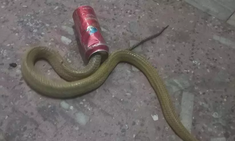 cobra gets its head stuck in beer canViral Video