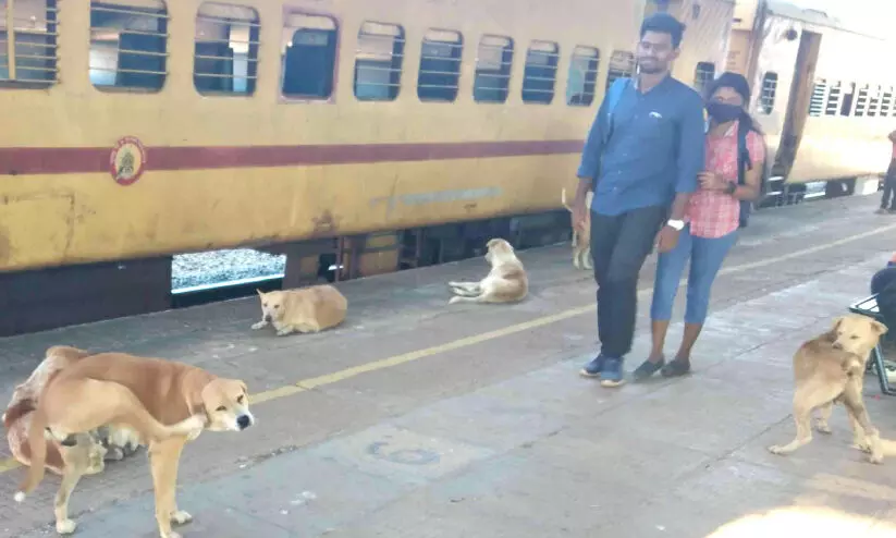 റെയിൽവേ പ്ലാറ്റ്​ഫോമുകൾ കീഴടക്കി തെരുവുനായ്ക്കൾ