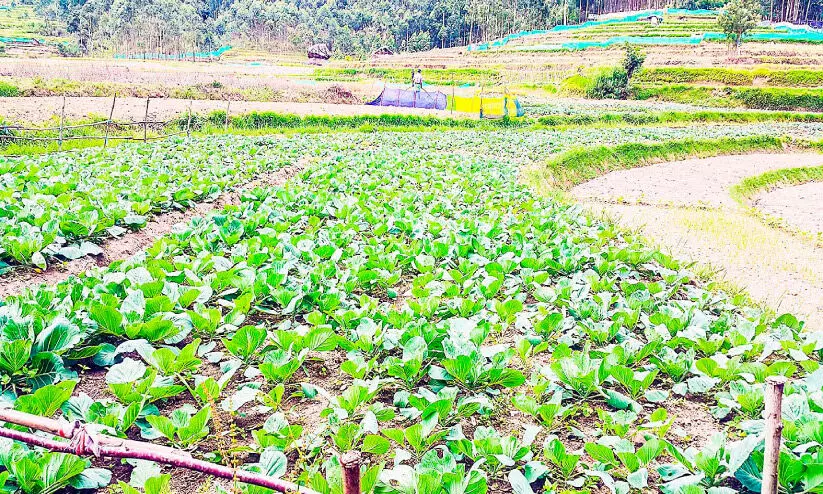 പഴം, പച്ചക്കറി സംഭരണത്തിന്​ പുതിയ കേന്ദ്രം വരുന്നു