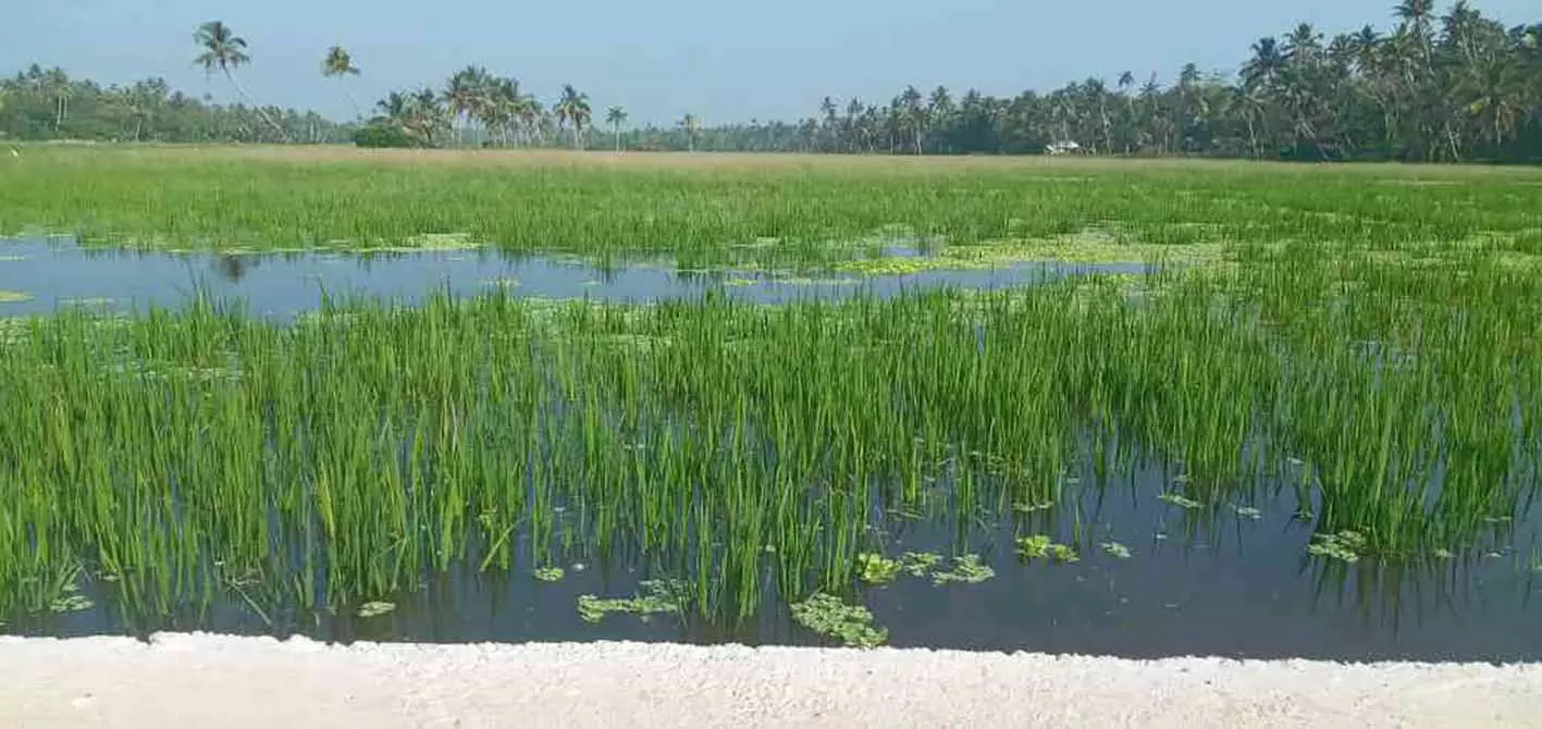 എളംകുളം പാടശേഖരം മുങ്ങി