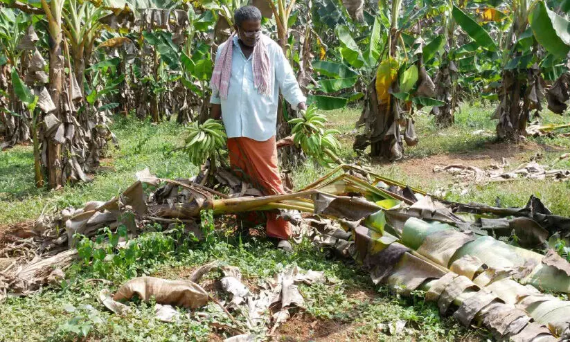 കാട്ടുപന്നിപ്പേടി: കൃഷി ഉപേക്ഷിക്കാനൊരുങ്ങി കർഷകർ