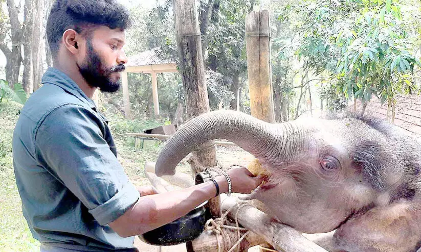 കോന്നിയിലെ കുറുമ്പൻ ചോറുണ്ടുതുടങ്ങി