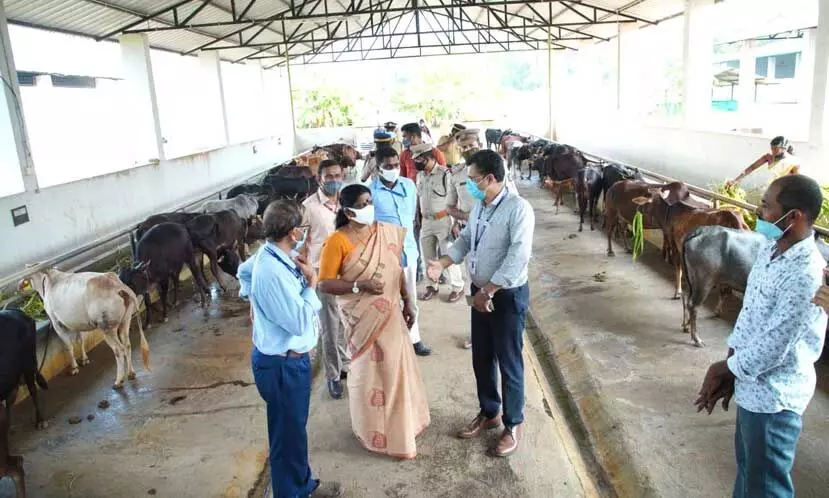 കുള്ളന്‍പശു സംരക്ഷണകേന്ദ്രം കാണാൻ മന്ത്രിയെത്തി