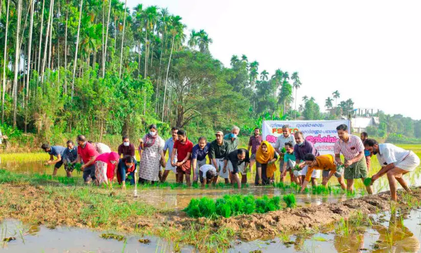 പുഞ്ചപ്പാടത്ത് ഞാറ്​ നട്ട്​ അധ്യാപകരും ജീവനക്കാരും