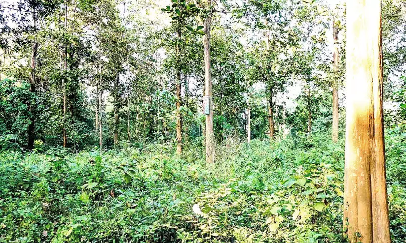 Nilambur teak