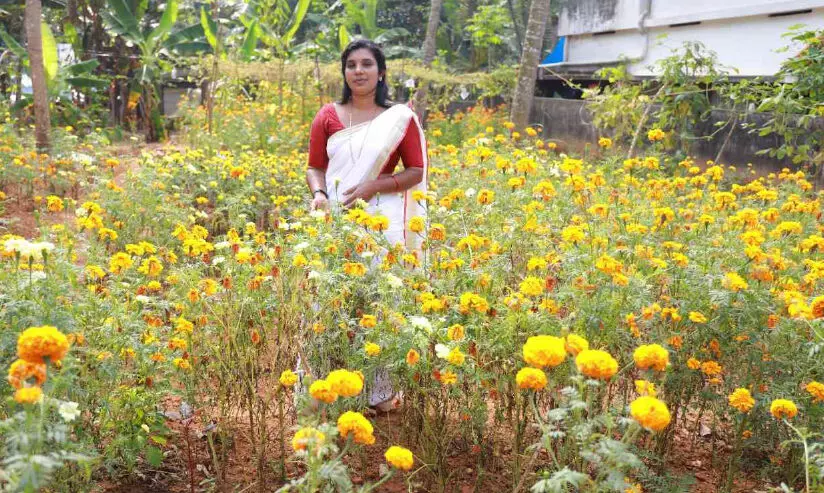 ജമന്തികൃഷിയിൽ വിജയം നേടി മുൻ ജനപ്രതിനിധി