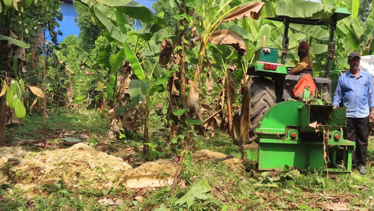 banana tree