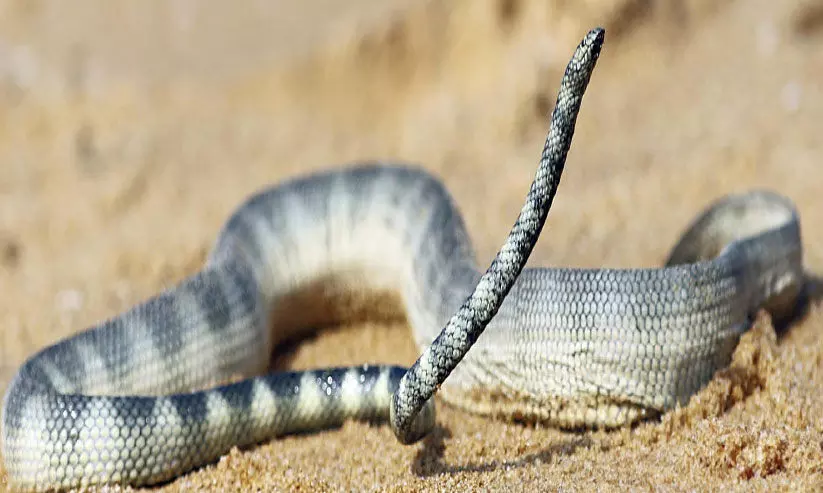 Kunjithalayan was the first sea snake to be found in the state