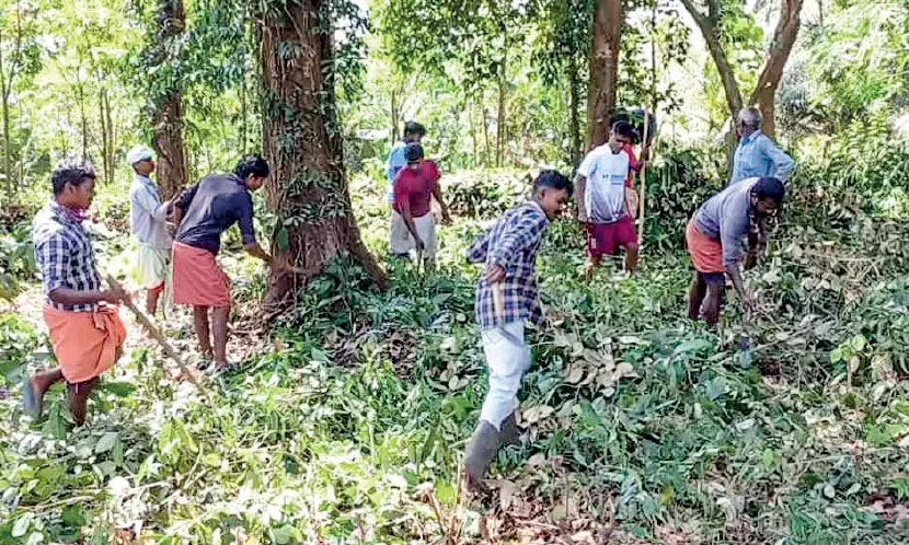 Leopard fear: Locals clear the forest