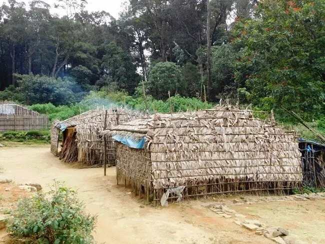 വനവിഭവങ്ങൾ കടത്താൻ ഇടനിലക്കാർ;  ആദിവാസി സഹകരണ സംഘങ്ങൾ പ്രതിസന്ധിയിൽ