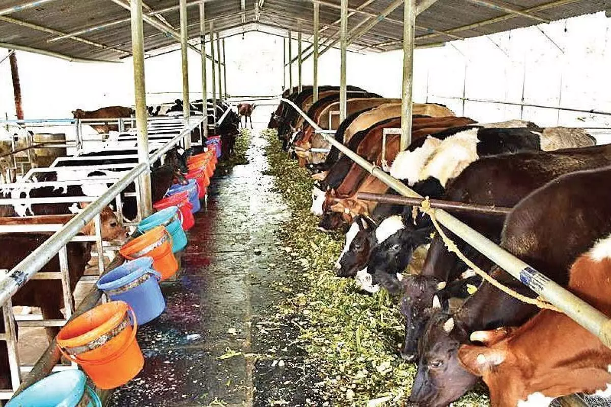 dairy farmers in crisis