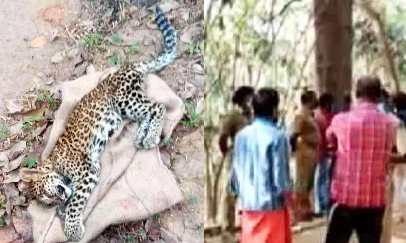 Leopard dies