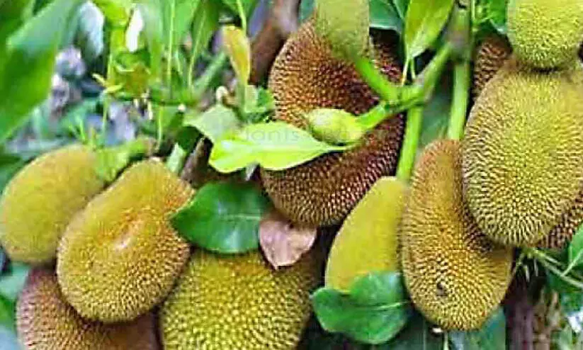 jackfruit