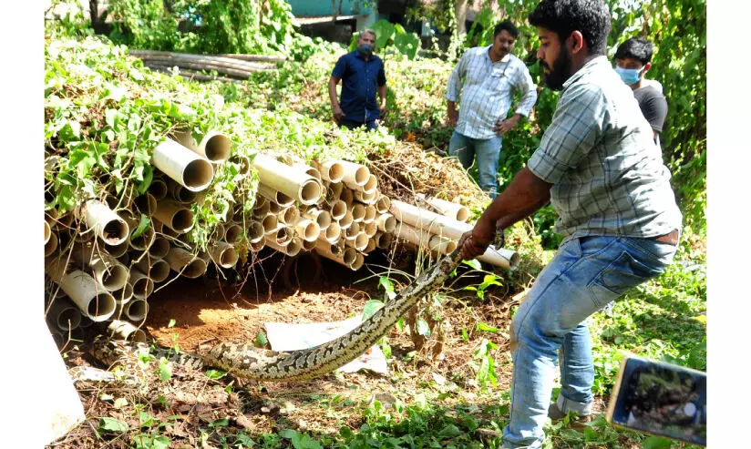 പെ​രു​മ്പാ​മ്പു​ക​ൾ​ക്ക്​​ മാളമുണ്ട്; പൈപ്പുകളുമുണ്ട്