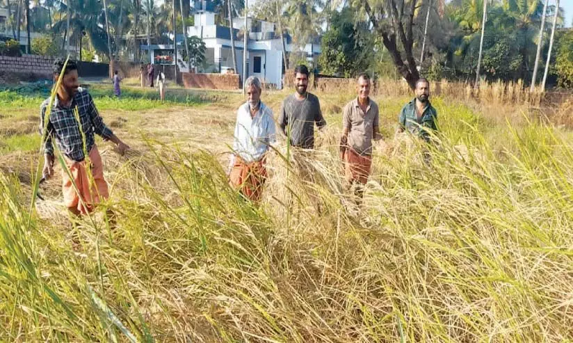 കൊയ്യാൻ ആളില്ല; അരിവാളുമായി യുവാക്കൾ പാടത്തിറങ്ങി