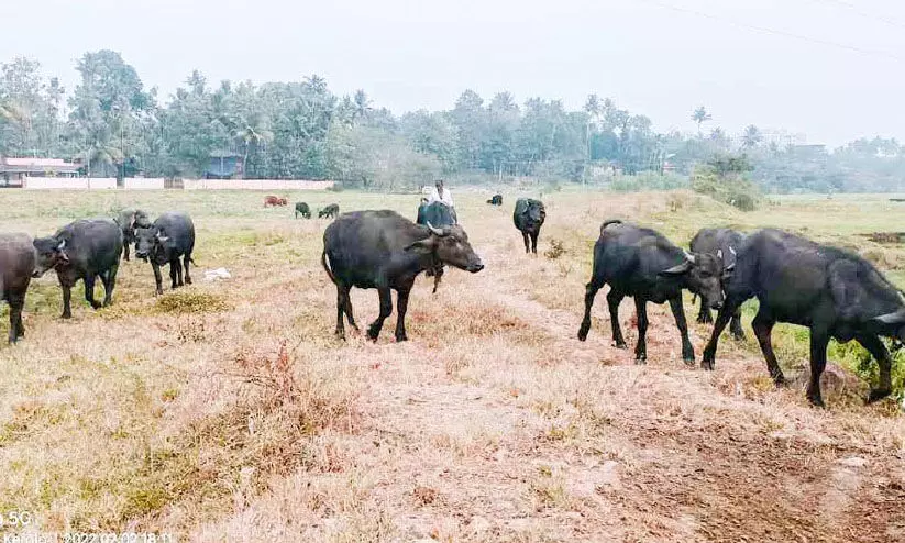 അലക്ഷ്യമായി പോത്തുകളെ വളര്‍ത്തുന്നവര്‍ക്ക് പഞ്ചായത്തിന്‍റെ മുന്നറിയിപ്പ്