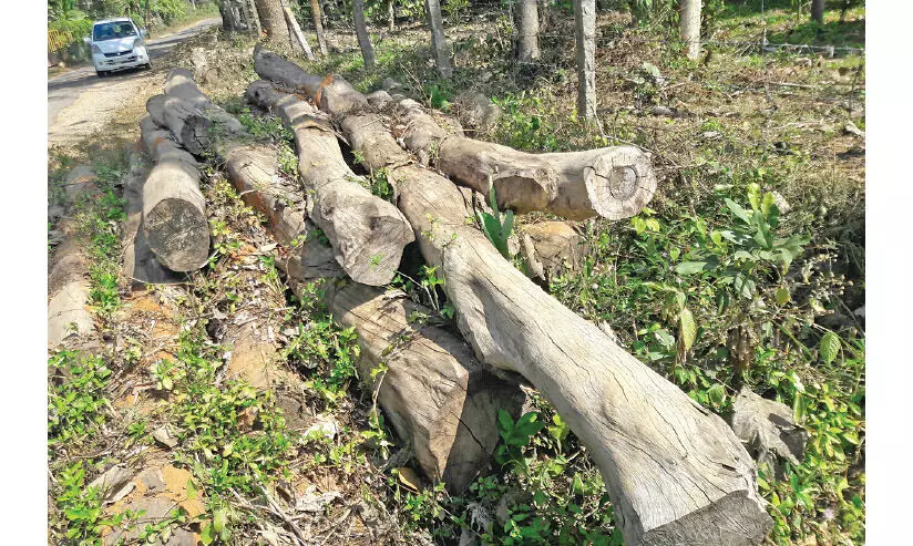 മരം കയറ്റിറക്ക്​ തൊഴിലാളി സമരം; ആവശ്യപ്പെടുന്നത്​ അന്യായ കൂലിവർധനയെന്ന്​ മരവ്യാപാരികൾ