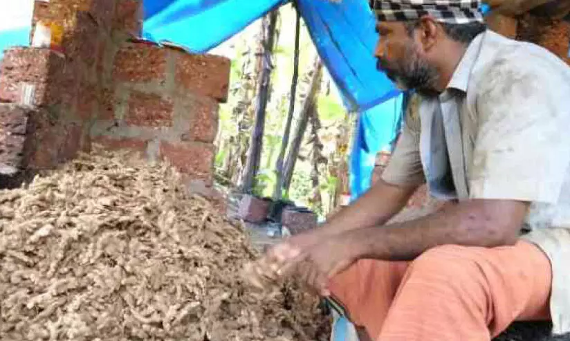 ഇഞ്ചി വിലയിടിവ്; കർഷകർ ആശങ്കയിൽ