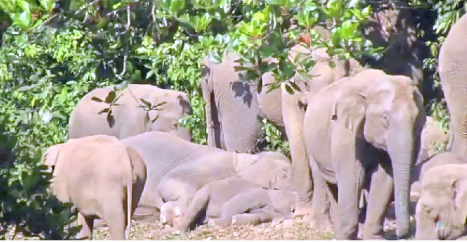 പുഴയോരത്ത് കുട്ടിയാനയുടെ സുഖനിദ്ര; അകമ്പടിയായി കാട്ടാനക്കൂട്ടം