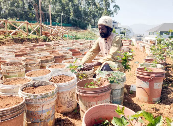 Bucket is Shihabuddins farm