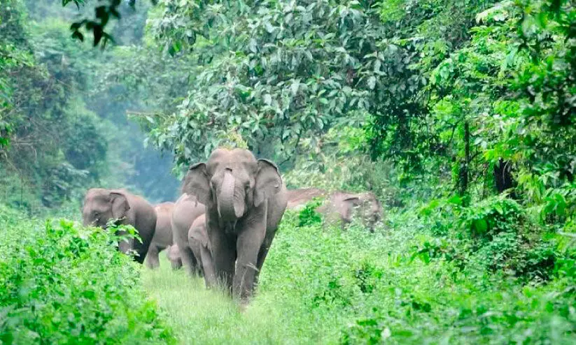 കാട്ടിലെ എണ്ണത്തിൽ  ആനക്കാര്യം