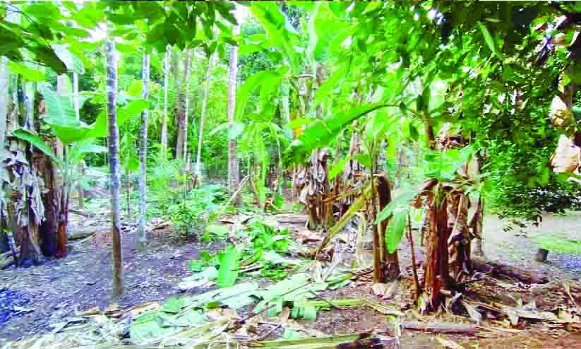 കാട് കയറാതെ കാട്ടാന; ഭീതിയൊഴിയാതെ നാട്